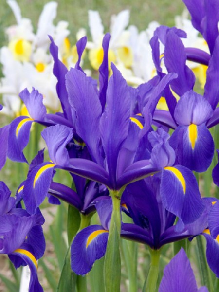 Iris holl. blue magic.jpg